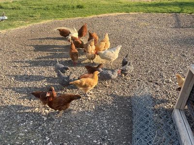 Rhode Island Red & Barred Rock Hen Chicks - Healthy Young Chickens for Sale