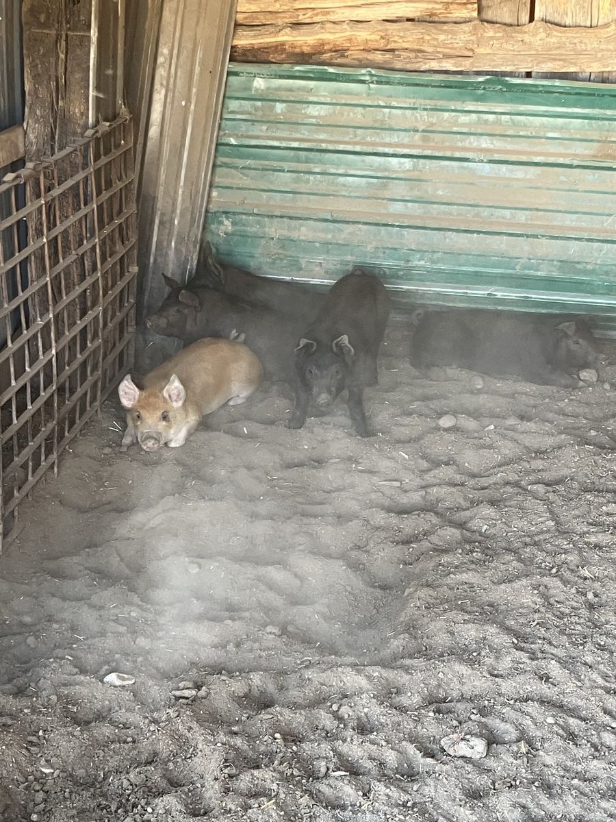 Roasting pigs