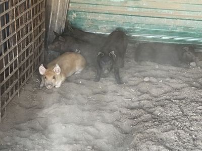 Roasting pigs