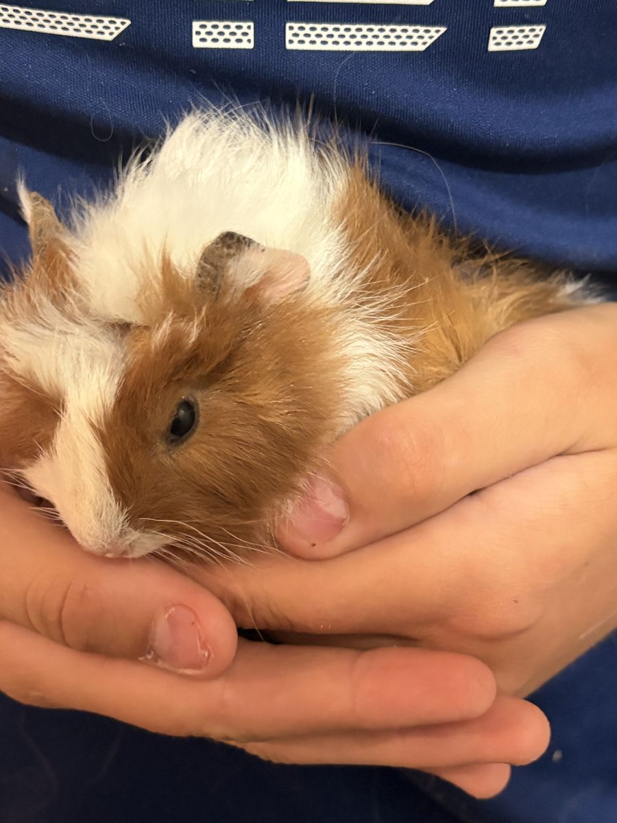 Female baby guinea pig
