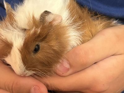 Female baby guinea pig