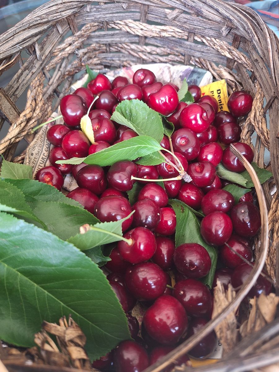 Rare Seabuckthorn Berry bushes with Omega 7 rich"