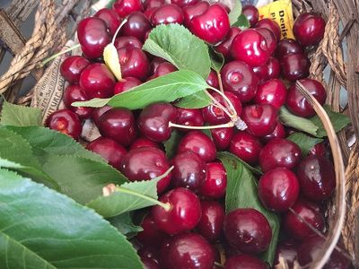 Rare Seabuckthorn Berry bushes with Omega 7 rich"