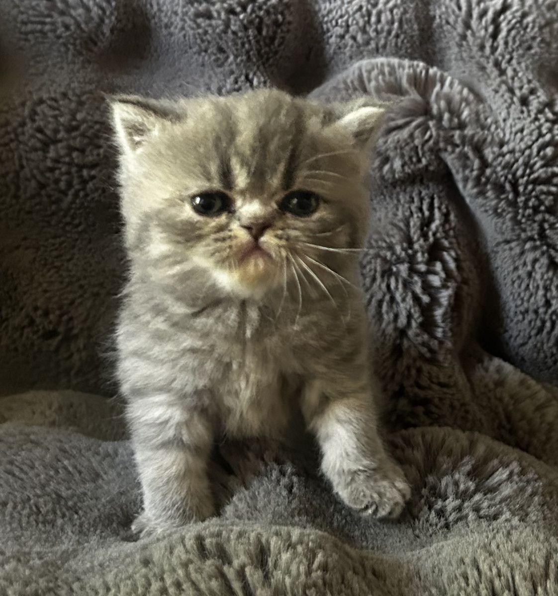 Purebred Persian Kittens - 2 Boys, 1 Girl