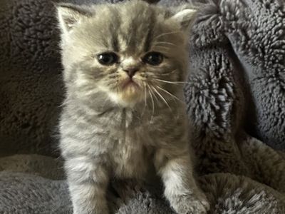 Purebred Persian Kittens - 2 Boys, 1 Girl