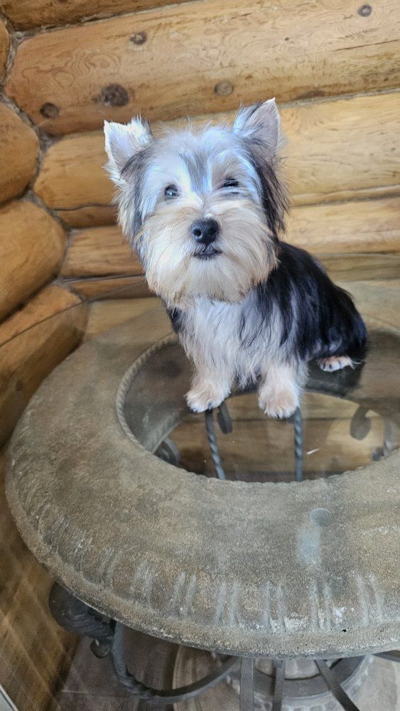 Toy Male Yorkie Puppy - 6 Months Old - 4.5 lbs