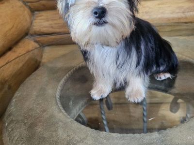 Toy Male Yorkie Puppy - 6 Months Old - 4.5 lbs
