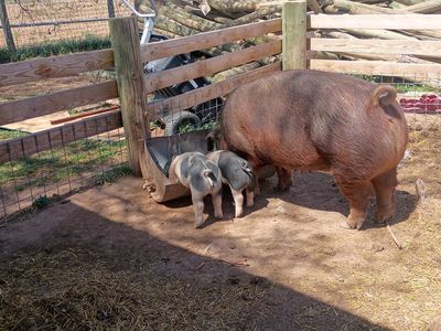 Red duroc
