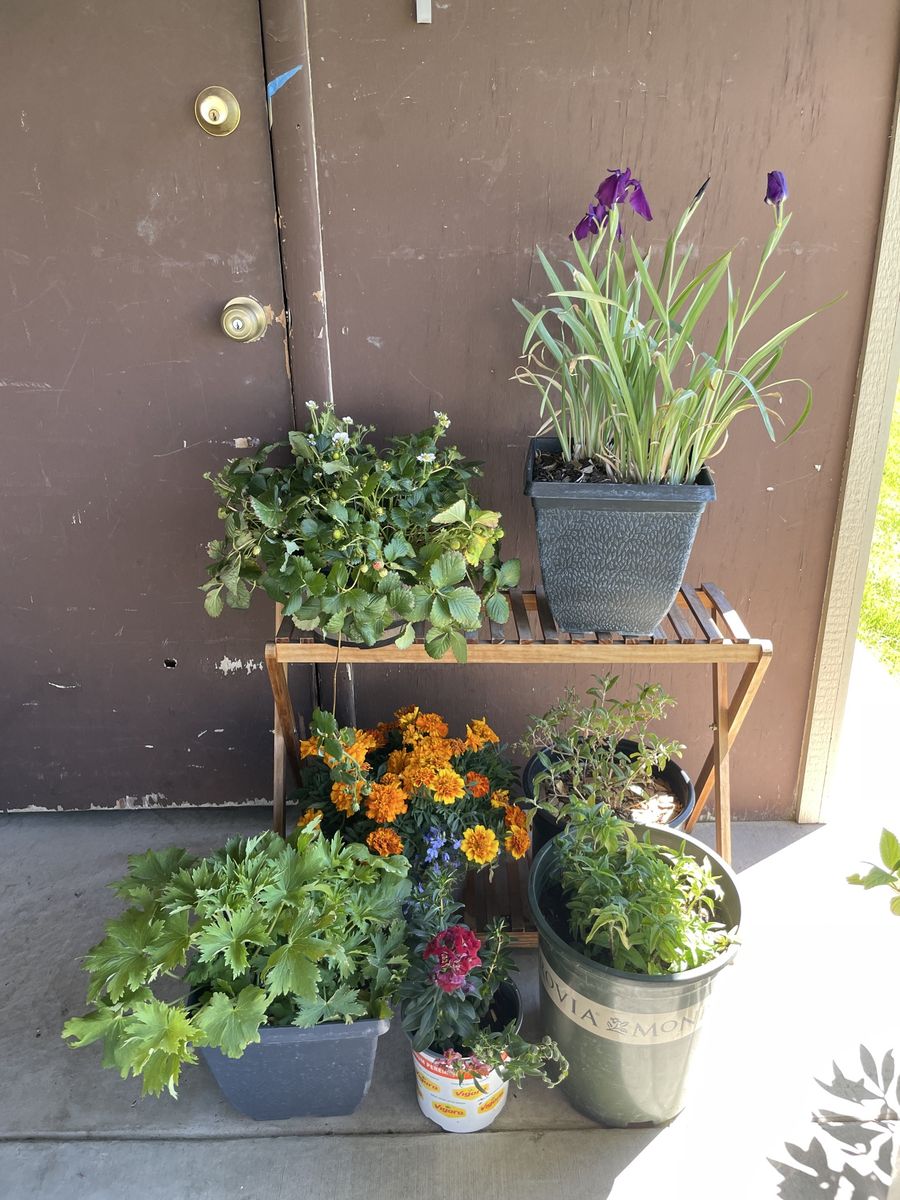 Strawberry, Variegated Iris, Delphinium, Marigolds, Snapdragons, Butterfly Bush, Bee Balm