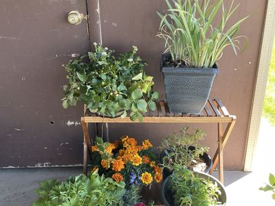 Strawberry, Variegated Iris, Delphinium, Marigolds, Snapdragons, Butterfly Bush, Bee Balm
