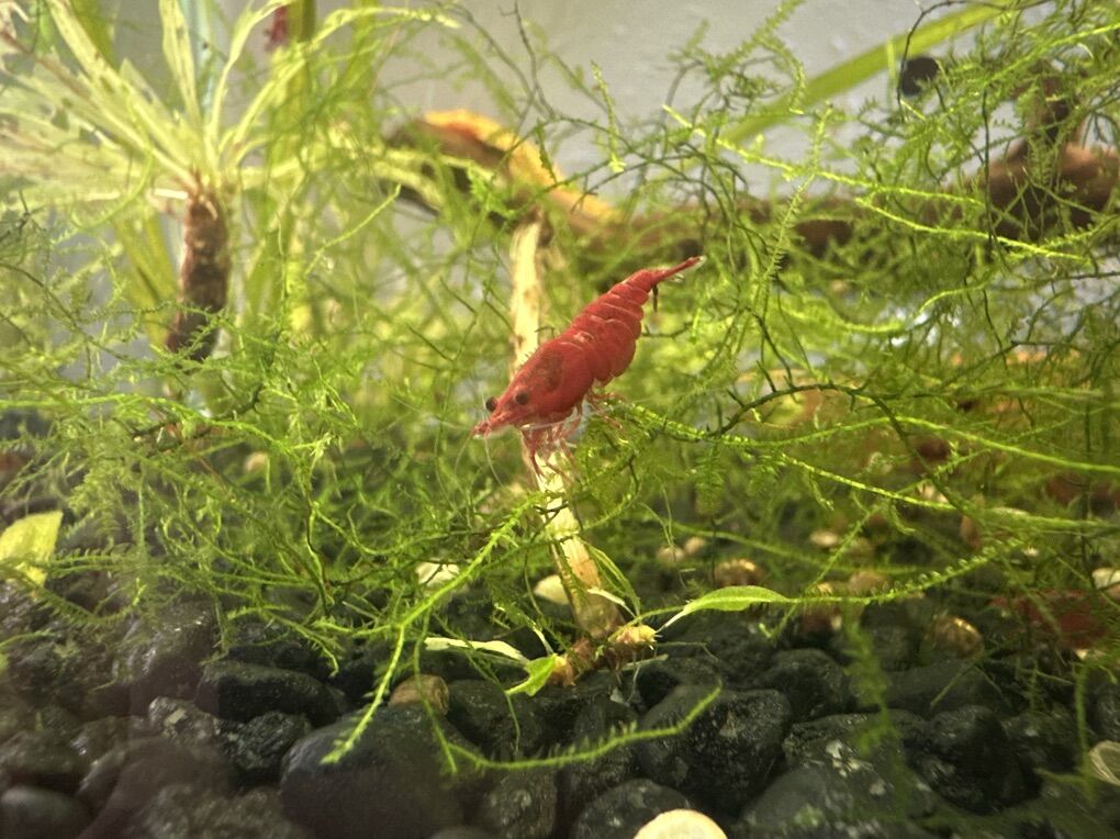 Java Moss Shrimp And Hornwort