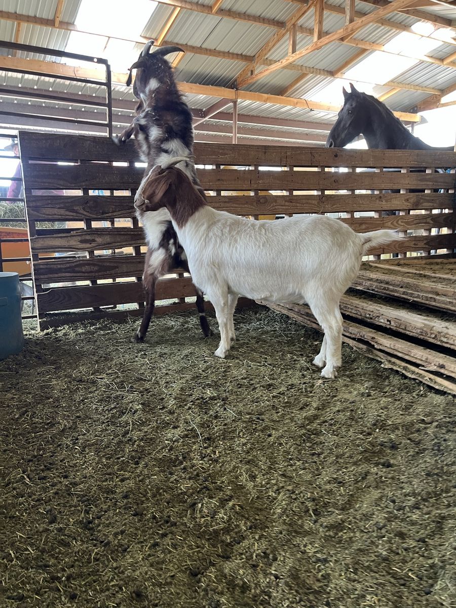Boer goats male and female