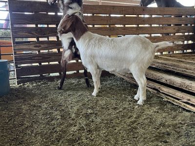Boer goats male and female