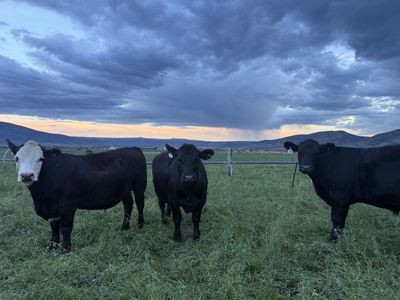 Grass-Fed Beef Shares