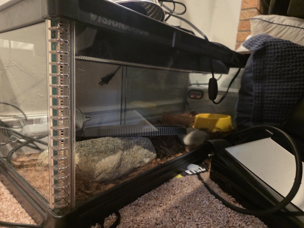 ball python enclosure 3 ft x 1 ft