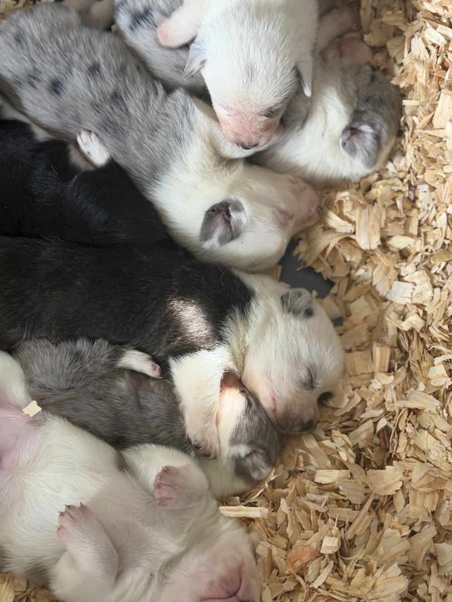 Cowboy Corgis