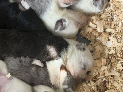 Cowboy Corgis