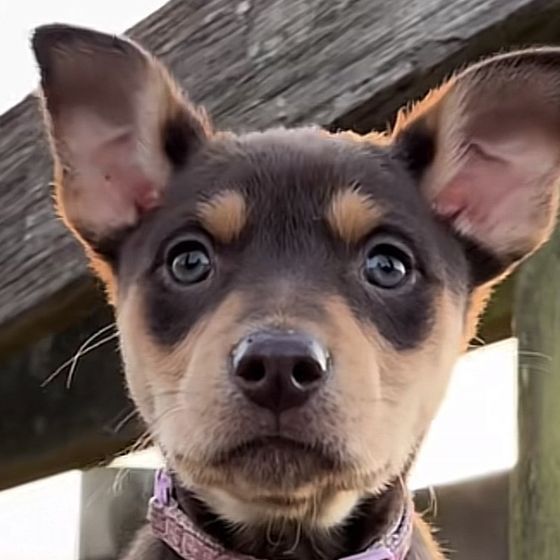 7 week old Kelpie puppies