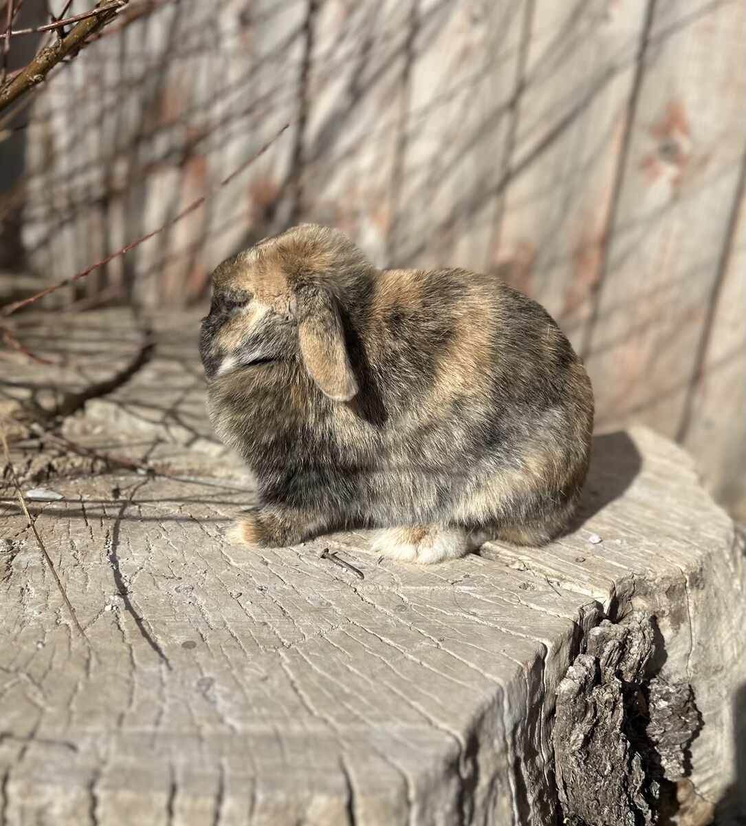 Pedigreed Holland Lop Doe