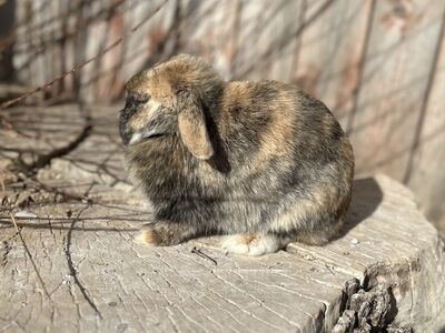 Pedigreed Holland Lop Doe