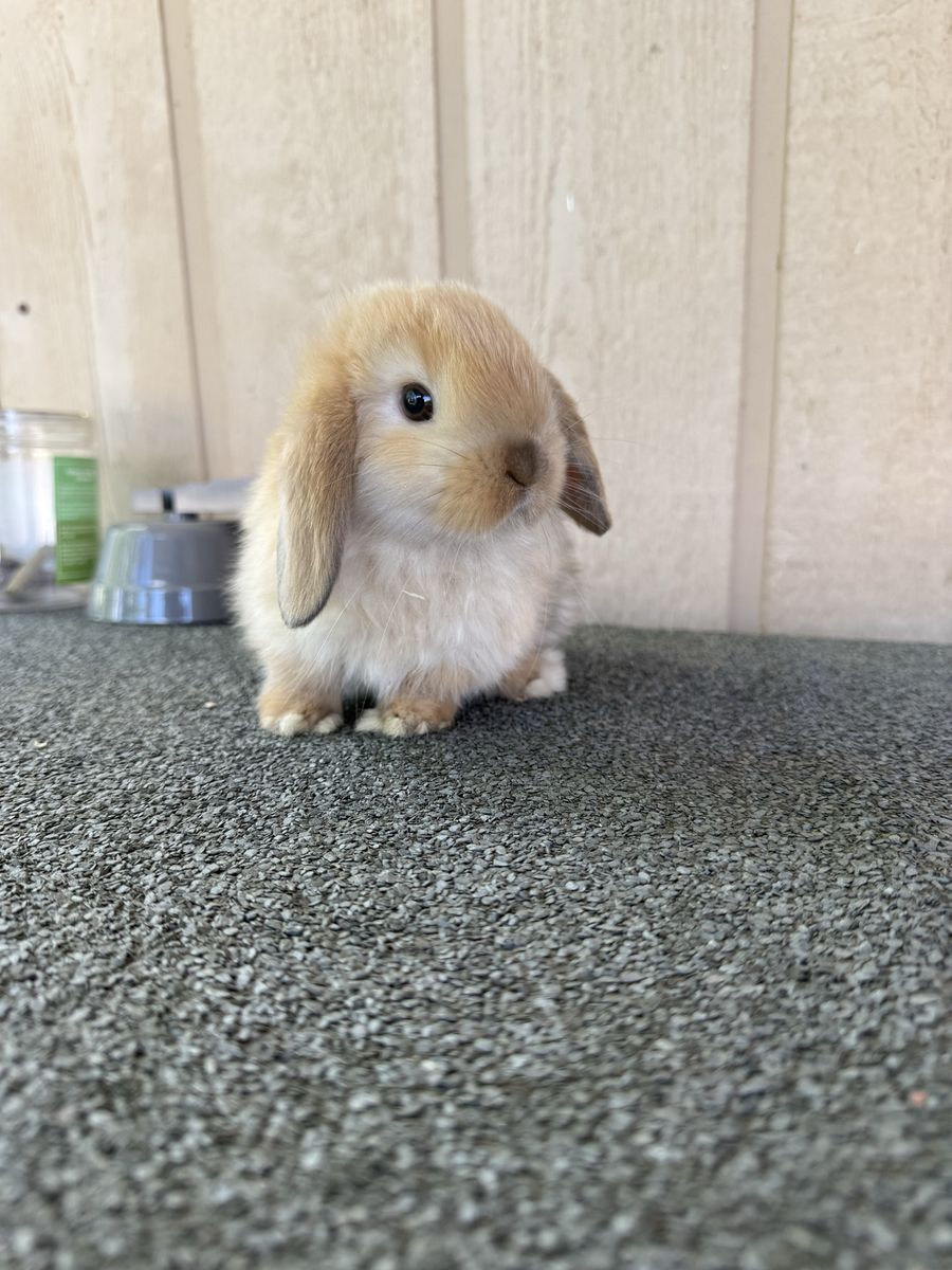 Holland lop baby