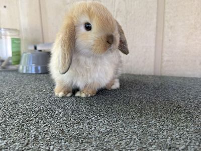 Holland lop baby