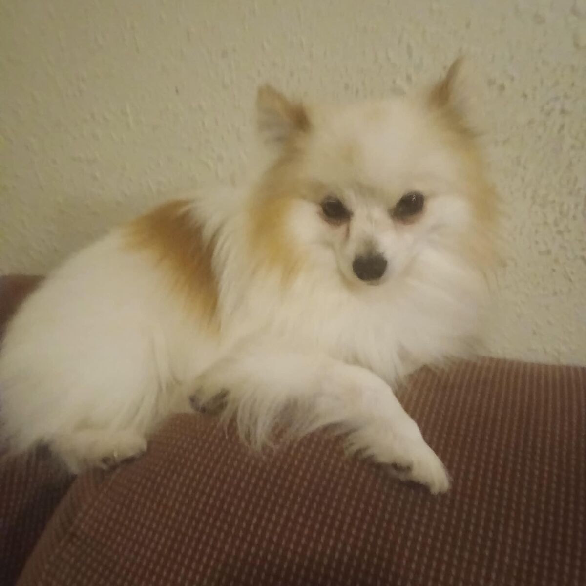 Tiny Pomeranian for STUD only