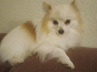 Tiny Pomeranian for STUD only