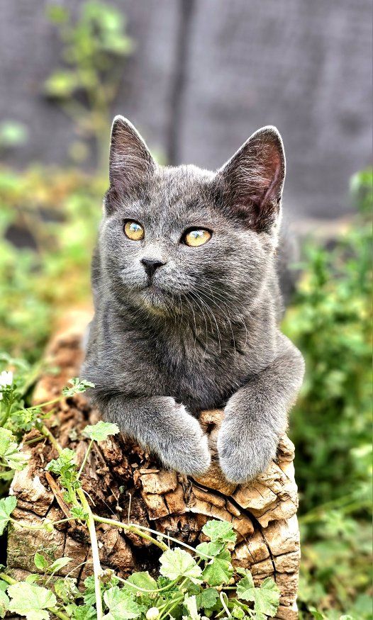 Sweet & Playful Solid Grey Shorthair Kitten