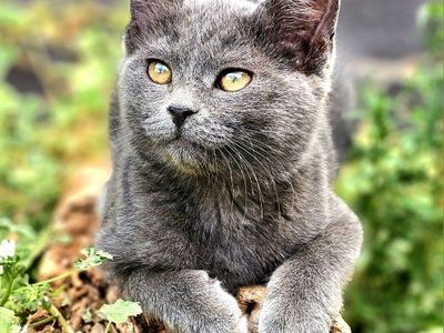 Sweet & Playful Solid Grey Shorthair Kitten