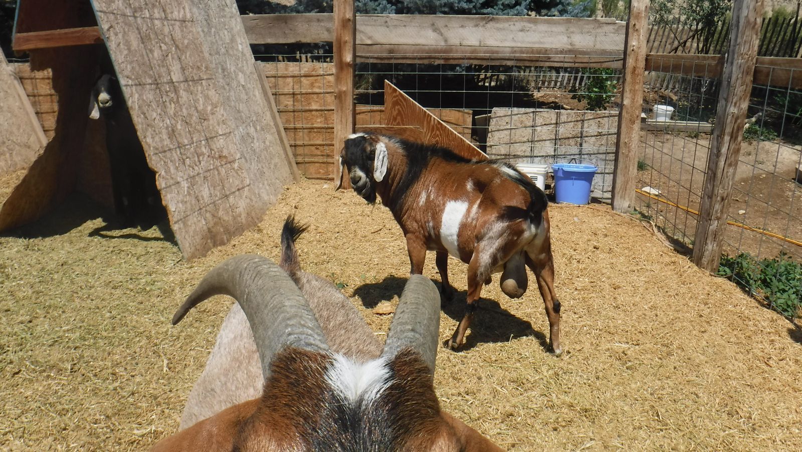Nubian Buck $200 OBO