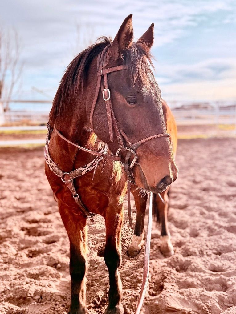 6yr Old Gelding