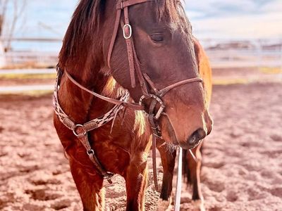 6yr Old Gelding
