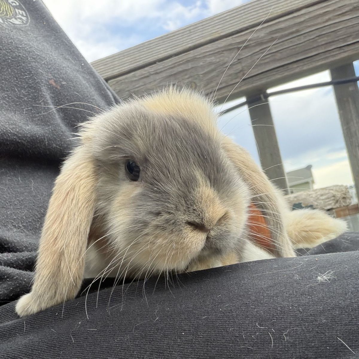 Holland Lop Doe *CAN MEET ON THE WAY TO SALT LAKE ON 7/17*