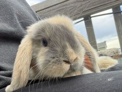 Holland Lop Doe *CAN MEET ON THE WAY TO SALT LAKE ON 7/17*
