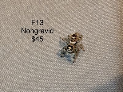 regal And Bold jumping spiders