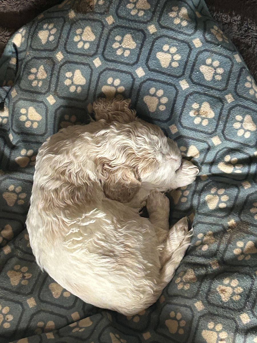 Mini Cockapoo Puppy AKC American Cocker/AKC Toy Poodle