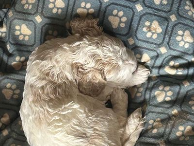 Mini Cockapoo Puppy AKC American Cocker/AKC Toy Poodle