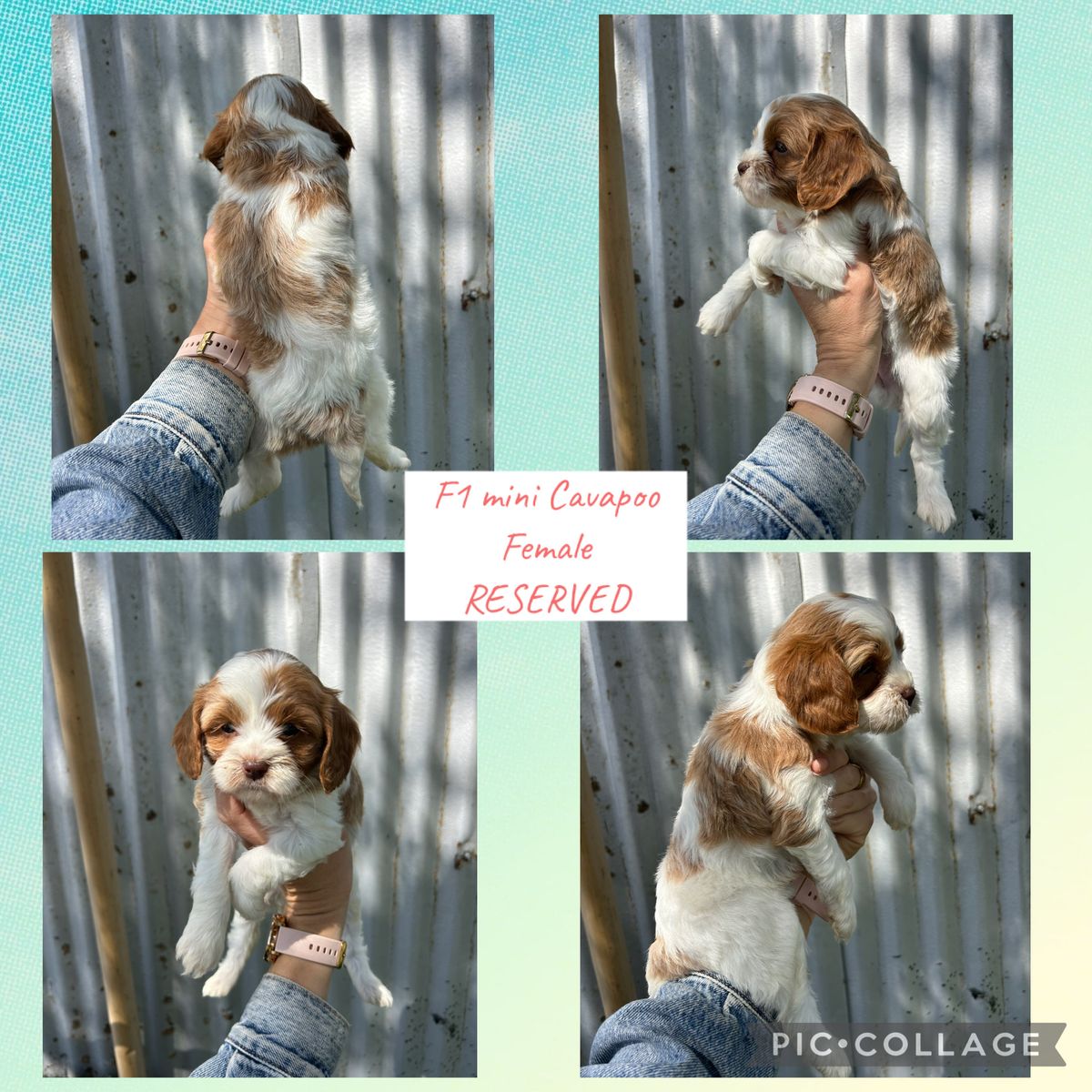 Cavapoo puppies f1