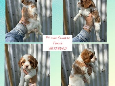 Cavapoo puppies f1