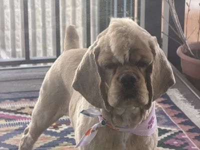 Cocker spaniel