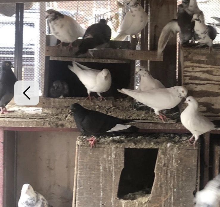 Pigeons