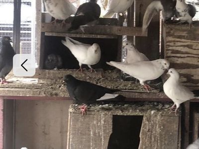 Pigeons