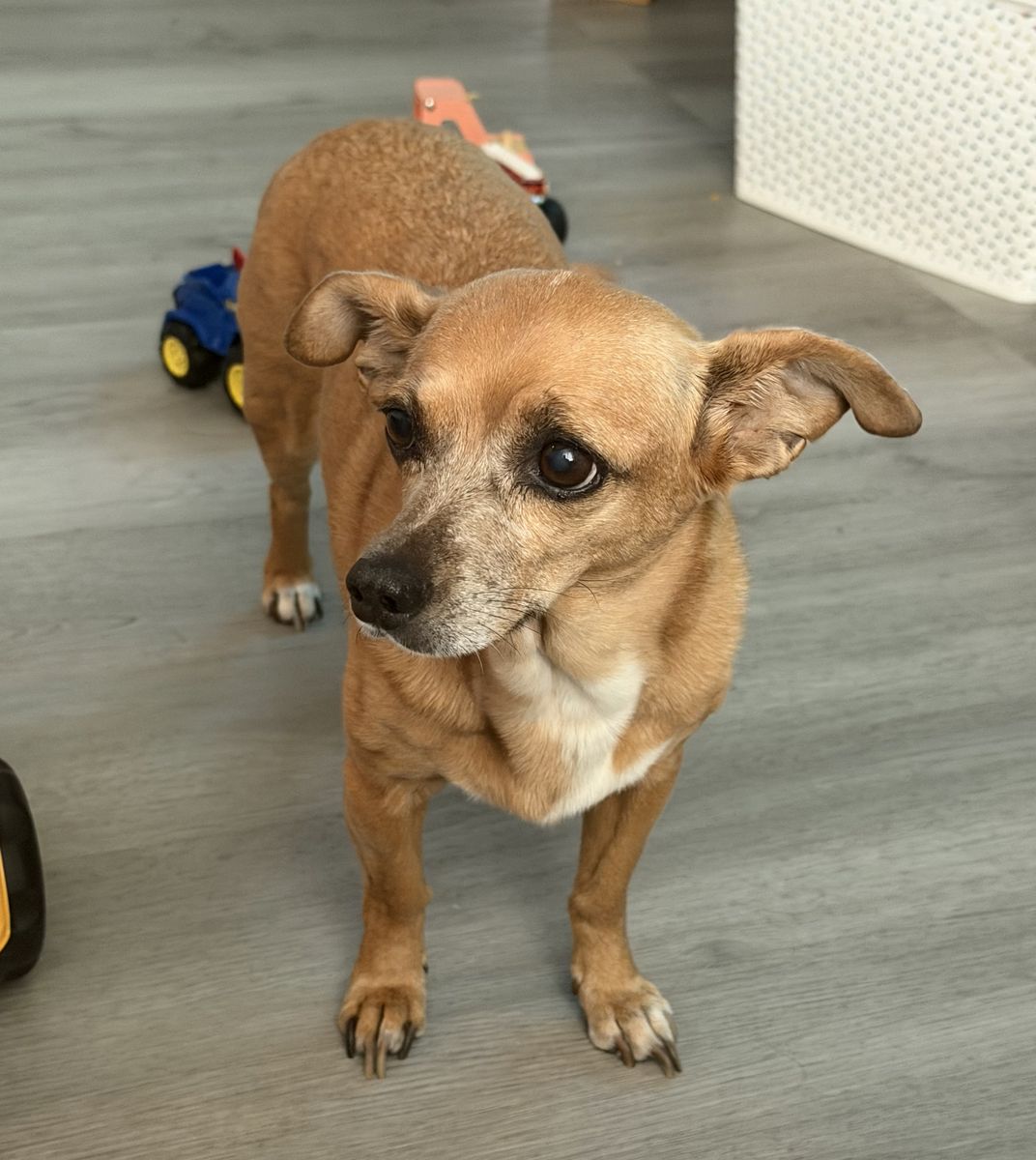Trixie - Chihuahua 