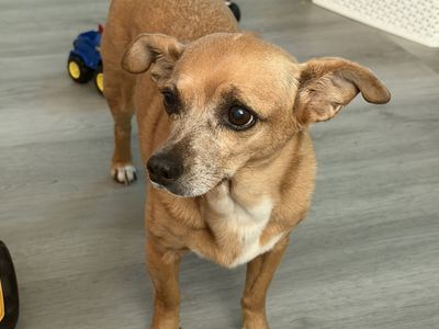 Trixie - Chihuahua