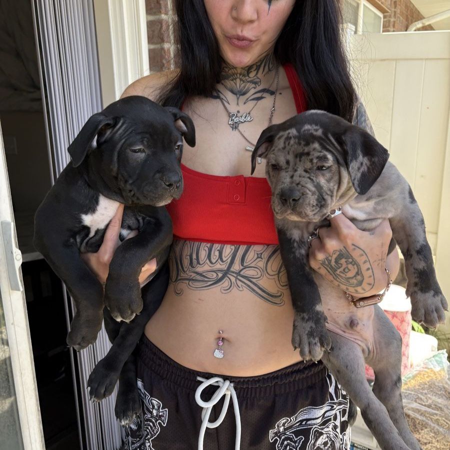 Xl bully puppies