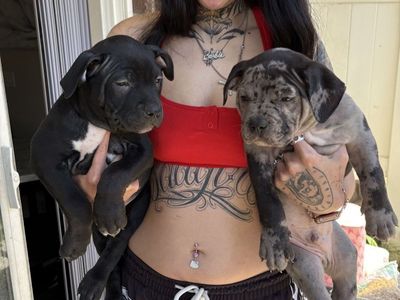 Xl bully puppies