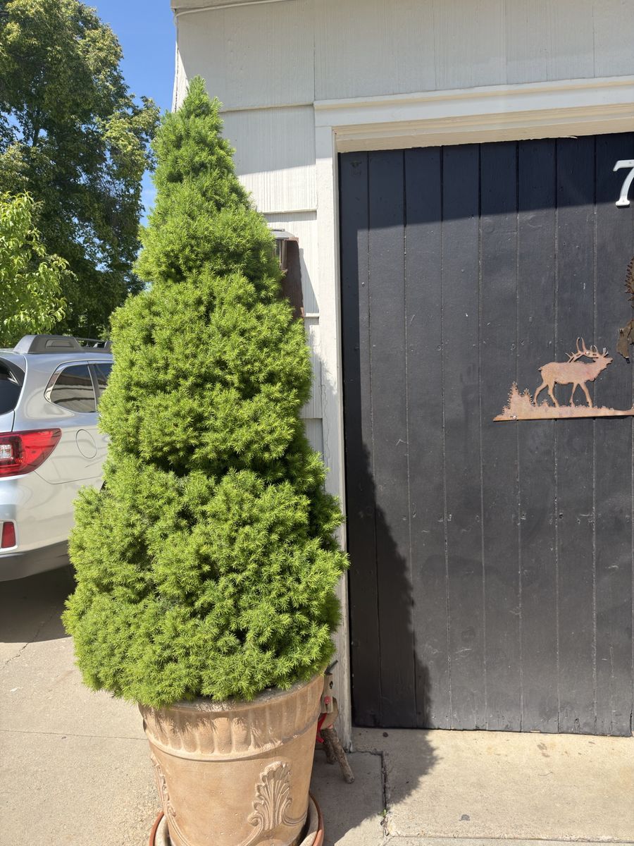 Large Potted still wrapped pine Tree Healthy Outdoor Tree
