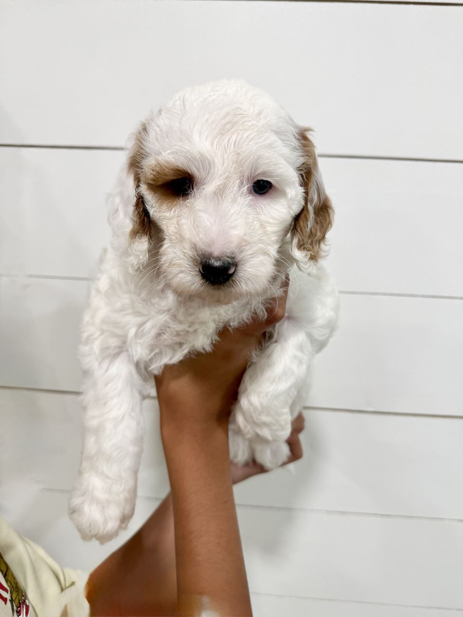 Goldendoodle
