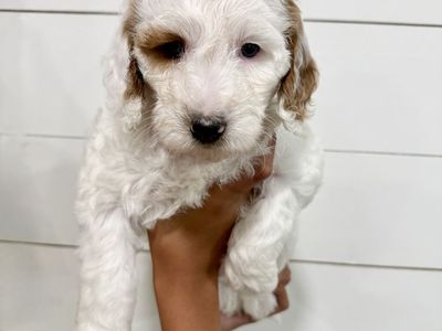Goldendoodle